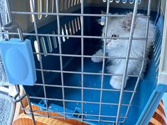 -伟伟宠物医院·瑞派猫友好医院·猫科(光谷店)