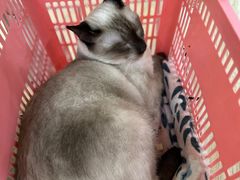 -李小姐の猫咖啡馆(五角场店)