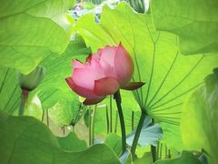 -陈家山荷花公园