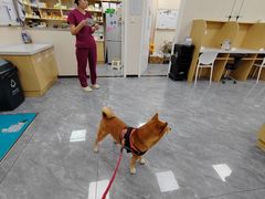 -美联众合爱康动物医院•复杂内科•肿瘤科•牙科•腔镜诊疗中心