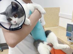 -伟伟宠物医院·瑞派猫友好医院·猫科(光谷店)
