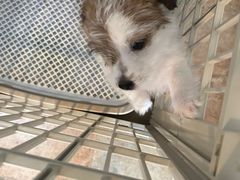 -天宠宠物医院24小时·急重症诊疗中心·全科·腔镜特色(和平分院)