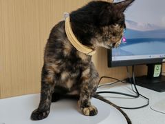-瑞派康怡24h宠物医院·犬猫医疗中心·微创绝育(瑞景分院)