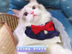 -猫十亿·布偶金渐层·曼基康矮脚猫舍(青年路店)