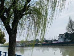 -高东镇樱花园