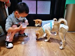 -猫色咖啡·猫咖