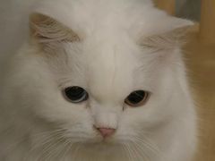 -楼上猫咖(罗湖店)