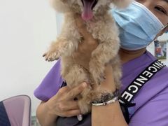 -北京观赏动物医院·24小时大型综合·猫专科·异宠专科
