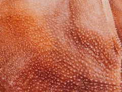 -犇鼎牛潮汕牛肉火锅(新辰里学清路店)