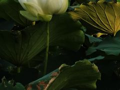 -厦门园林博览苑