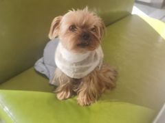 -北京派仕佳德动物医院·超导核磁·CT·神经科·骨科·内外科·急重症管理中心