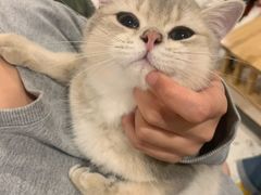 -飞行喵MR PILOT|猫舍·猫咖(静安大融城店)