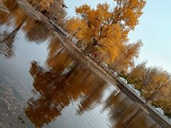 -金塔沙漠胡杨林景区