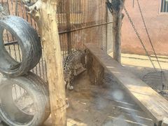 -青藏高原野生动物园