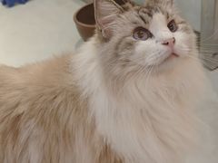 -豆逗聊愈猫阁Easy Life