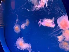 -海合安青岛极地海洋公园