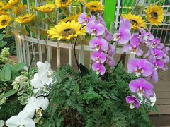 -花之城