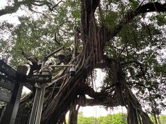 -小洲村