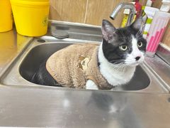 -瑞派名望24h动物医院异宠专科·猫专科·骨科·重症监护分院
