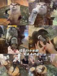 -Zoolung Zoolung动物主题公园(海信广场店)