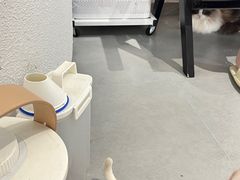 -琪喵猫屋·撸猫猫咖·猫舍
