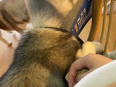 -Husky Go! 哈士奇体验馆·宠物咖啡厅狗咖