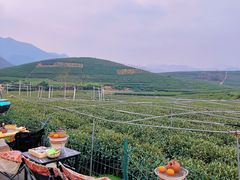 -龙坞茶村