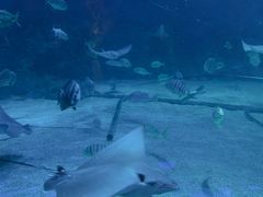 -烟台海昌鲸鲨海洋公园