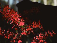 -新加坡植物园