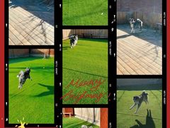 -北京京卫宠物寄养训练中心
