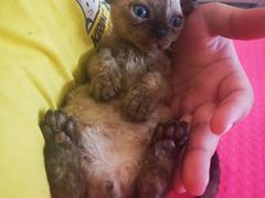 -十年猫舍·猫咪专门店(普陀店)