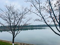 -羊山湖公园