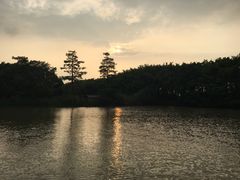 -大湾区中央湿地公园
