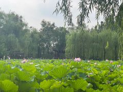 -桂湖森林公园