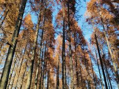 -黄海国家森林公园