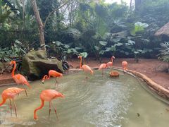 -海南热带野生动植物园