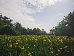 -桂湖森林公园
