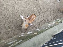 -石家庄市动物园