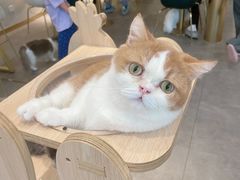 -飞行喵MR PILOT|猫舍·猫咖(静安大融城店)