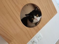 -Catmate·猫肥家润(金润铂宫店)