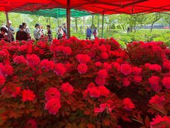 -洛阳市隋唐城遗址植物园
