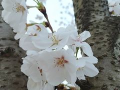 -羊山湖公园