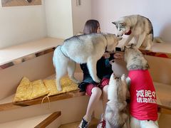 -Husky Go! 哈士奇体验馆·宠物咖啡厅狗咖