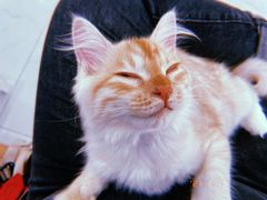 -纳吉亚猫专科动物诊疗中心(蒋宅口分院)