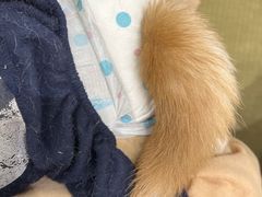 -逗柴咖啡屋·狗咖猫咖宠物桌游
