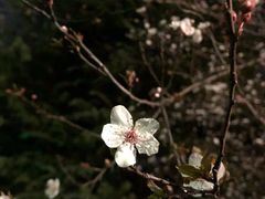 肉酱多利亚饭-萨莉亚意式餐厅(杭州滨江天街店)