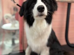 -FAELING PETS美天灵宠物(合生汇店)