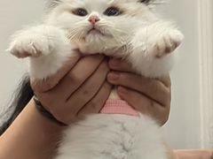 -袖虎·猫馆(体育西路店)