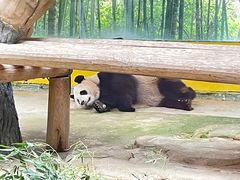 -杭州野生动物世界