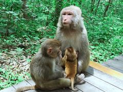 -内乡宝天曼生态旅游区